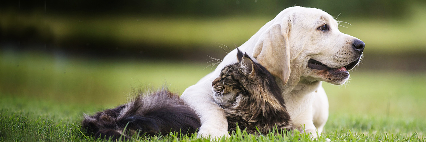 DogWatch of Vermont, Troy, New York | Cat Fences Slider Image