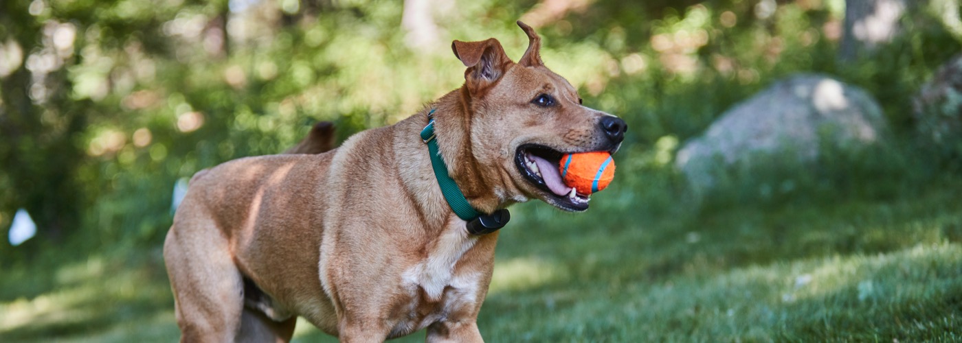 DogWatch of Vermont, Troy, New York | ProFenceX Slider Image